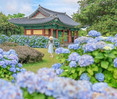 [주말N여행] 초여름 활짝 핀 수국! 제주 서귀포 혼인지... 주말 제주도 간다면 여기로