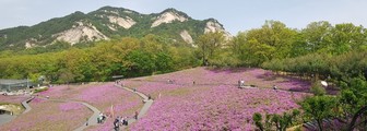 [기획] 10만 철쭉은 올해도 노원을 분홍빛으로 물들인다