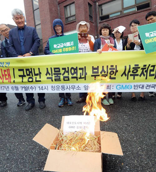 6월 7일 청와대 인근 청운효자동주민센터 앞에서 GMO 반대 전국행동이 정부의 부실한 식물검역과 사후처리를 규탄하는 기자회견 후 GMO 유채를 태우는 퍼포먼스를 하는 장면. 사진 = 연합뉴스
