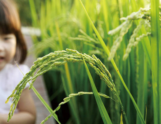 일부 대기업이 GMO 벼 생산을 추진 중이어서 논란이 일고 있다. 사진은 해당 기사와 관련이 없음. 사진 = 연합뉴스